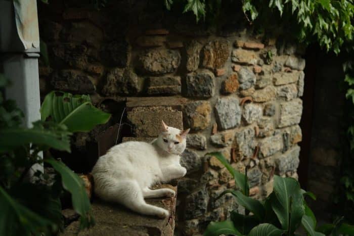 Les meilleures façons de gérer les déjections félines dans votre jardin