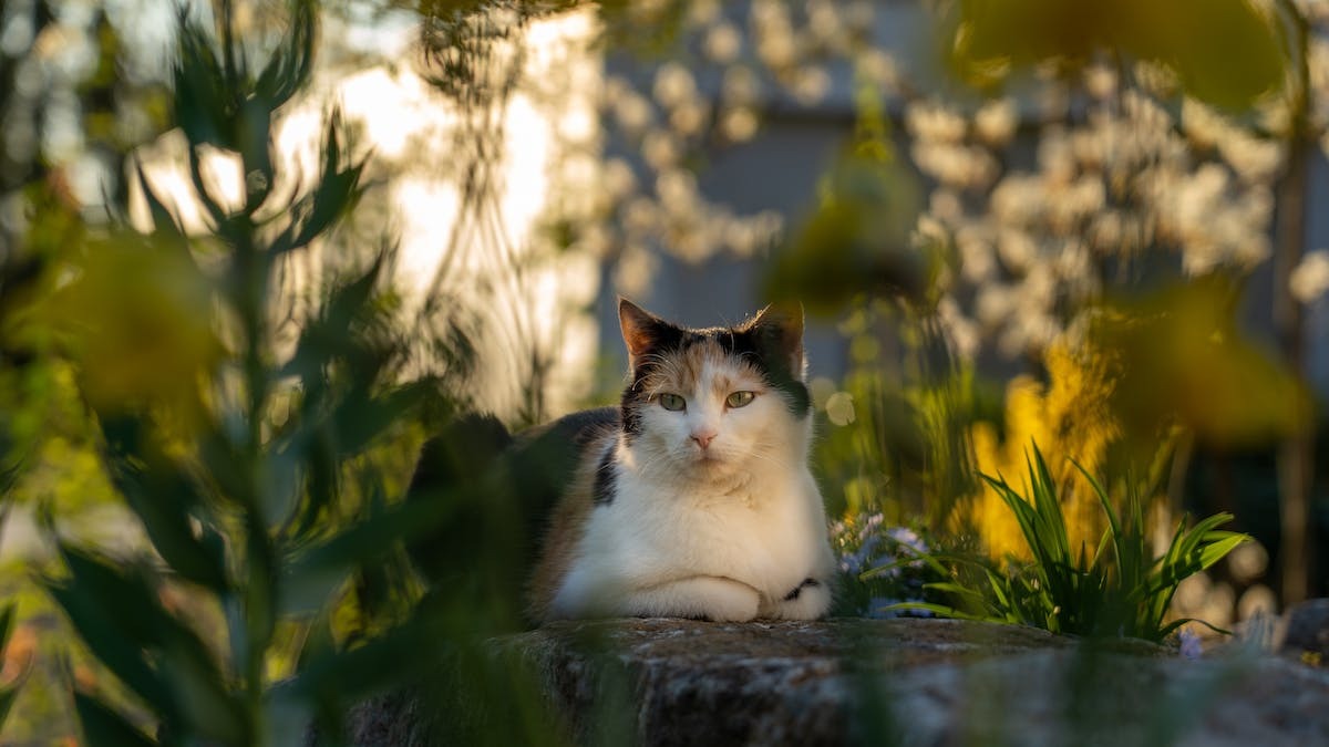 chat  jardin